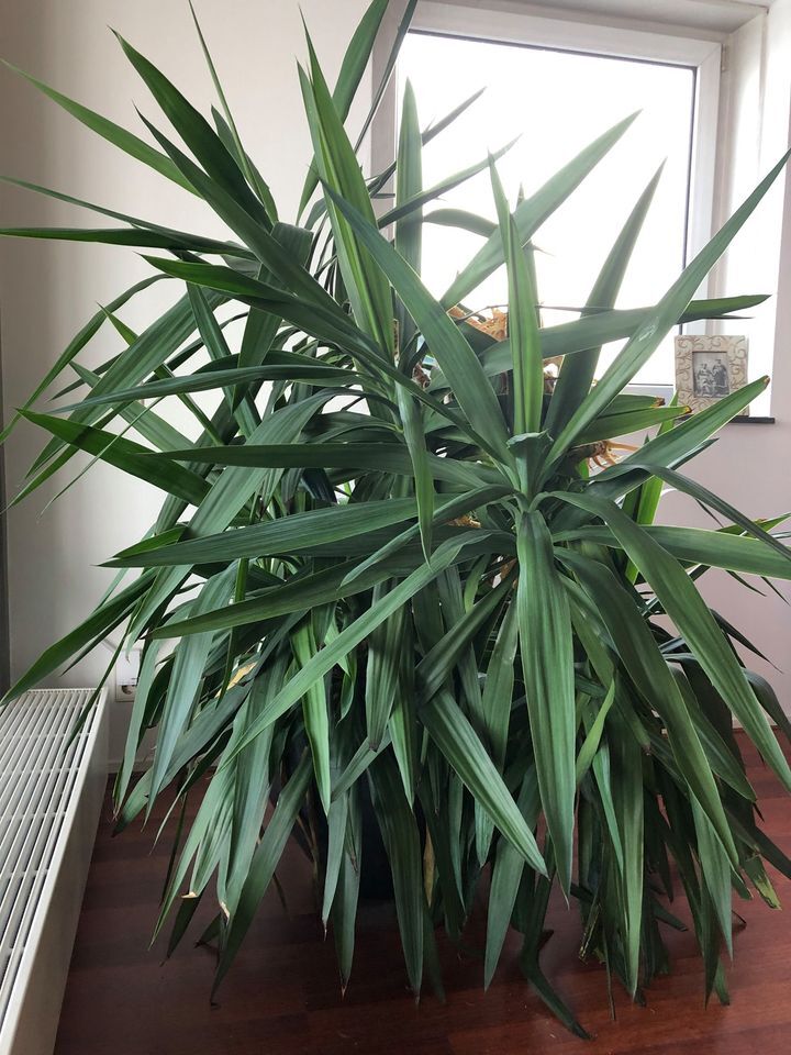 GROTE BINNENPLANT / BIG HEALTHY PLANT in Amsterdam - Tuin en Terras ...