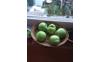 appels-2025