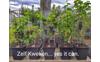Easy-Plant-Pillar-Webwinkel-(8)_637476829366251247