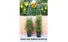 Klimplantenrekken_637476829905183625