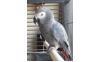 pape_638370980122999450