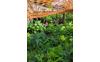 IMG-20251004-WA0005