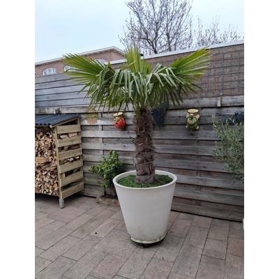 Bloempot met palm