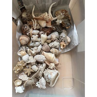 Olifanten en schelpen