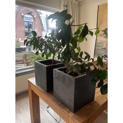 Twee planten met vierkante zwarte pot
