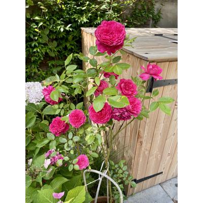 Vuilcontainer Opslag