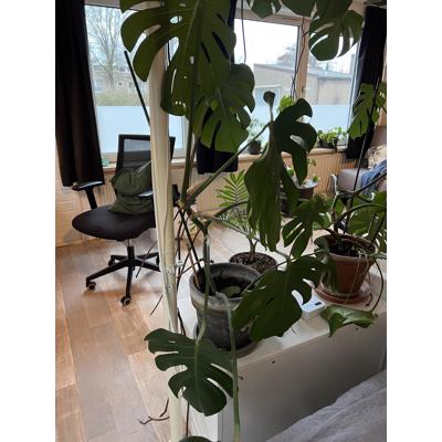 Meerdere planten van verschillende formaten