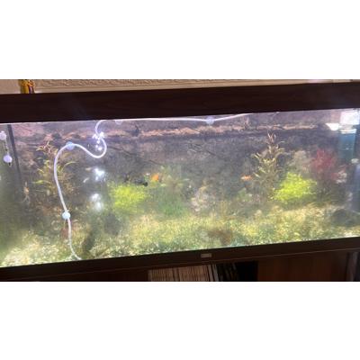 Juwel aquarium 