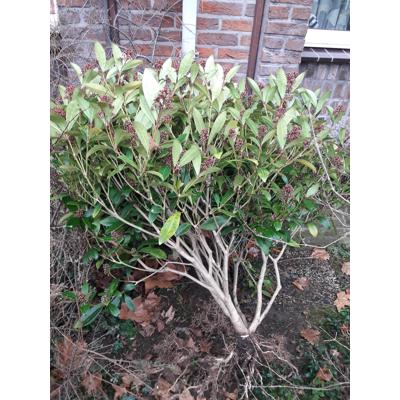 Skimmia japonica struik 1m