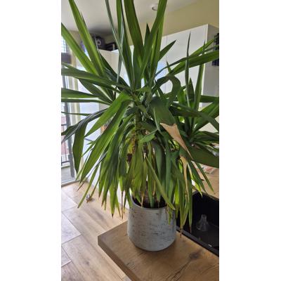 Plant met pot