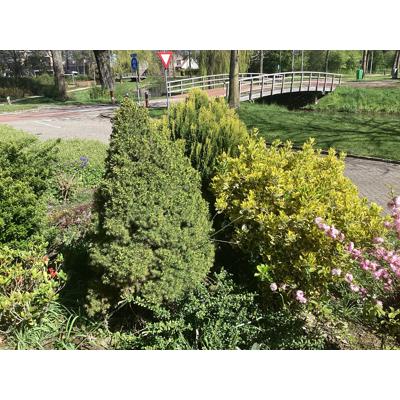 Diverse struiken (6 in totaal) gratis af te halen, zelf uit voortuin verwijderen!