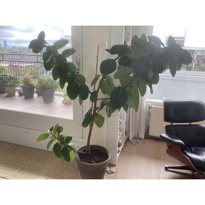 Grote rubberplant 