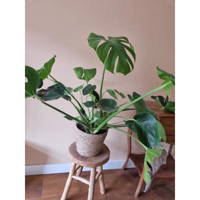 Monstera kamerplant