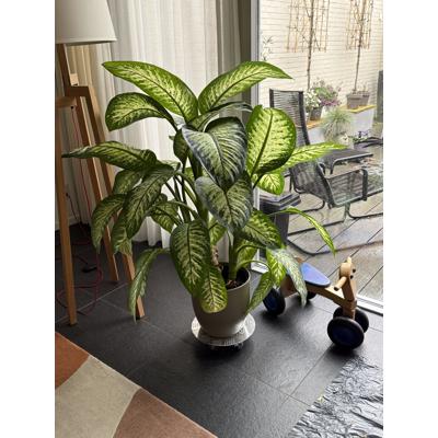 Kamerplant Dieffenbachia - 120 cm hoog