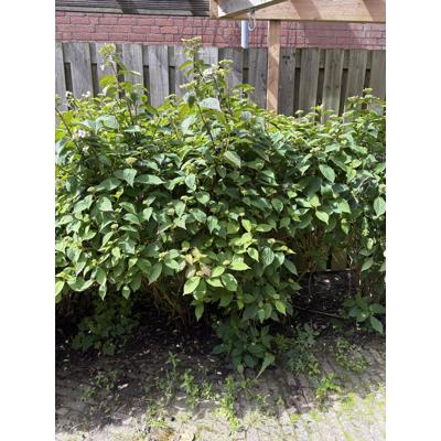 Grote hortensia struiken 