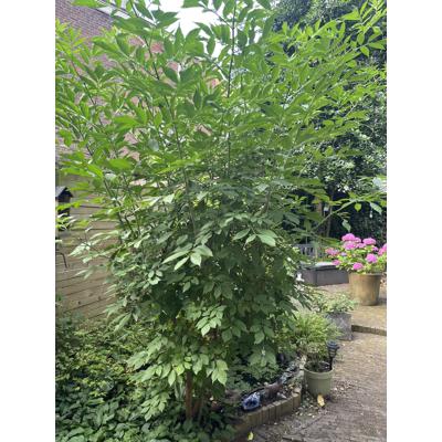 Vlierboom ca 3 m hoog