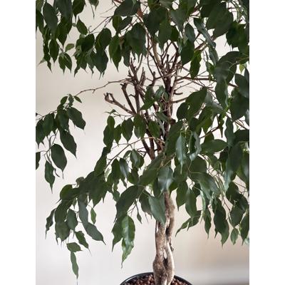 Ficus Benjamins met gedraaide stam