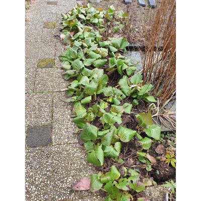 Schoenlappersplanten 