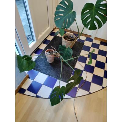 Monstera planten