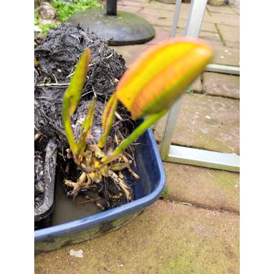 Waterlelie Nymphaea Attraction