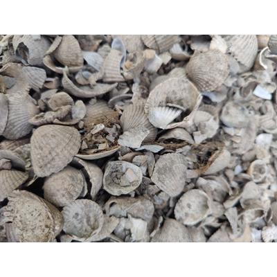 Schelpen van schelpenpaden, zelf wegscheppen