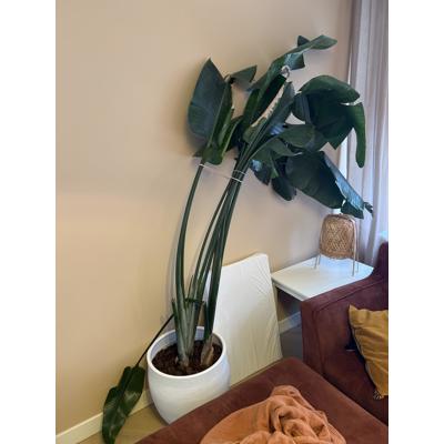Strelitzia gratis op te halen
