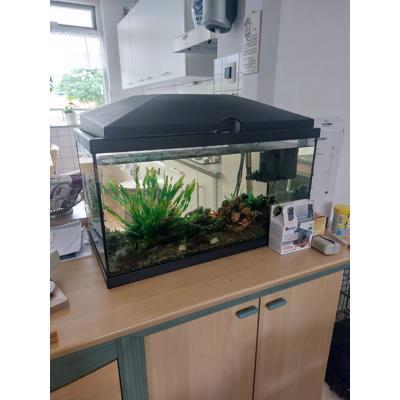 Leuke bak met guppies