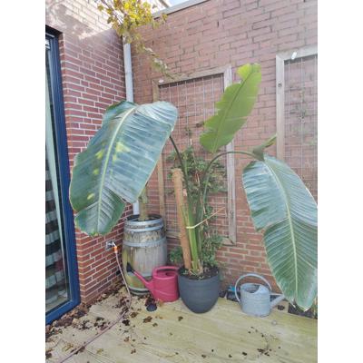 Grote kamerplant 