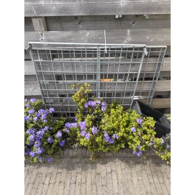 Gegalvaniseerd hekjes 