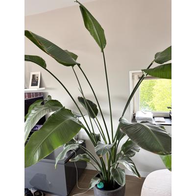 Prachtige plant! 
