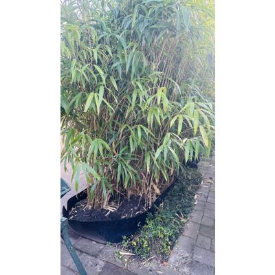 7 bamboe struiken 250cm 