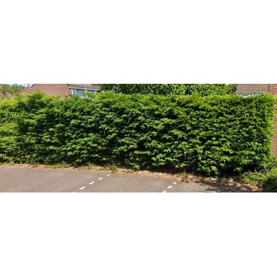 GRATIS AF TE HALEN (Vanaf 14 okt): 16 meter coniferenhaag (~2m hoog) - Zoetermeer