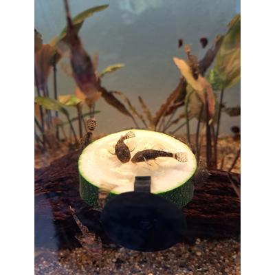 Ancistrussen 4 maanden oud