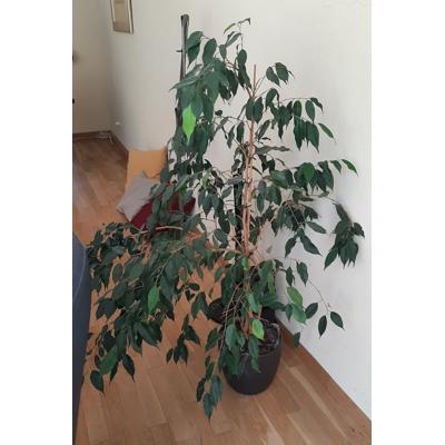 Grote huiskamerplant