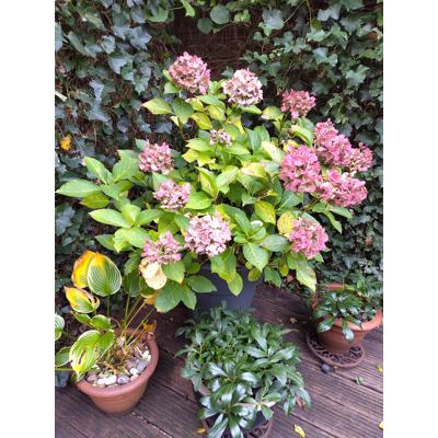 Hortensia (zonder pot)