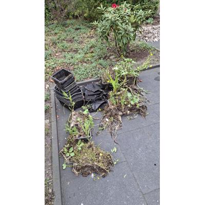 Pomp, bakken voor en met waterplanten