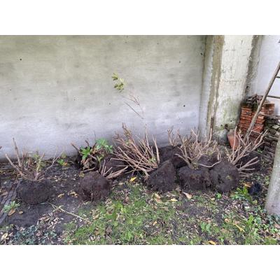 Rhododendrons met kluit 