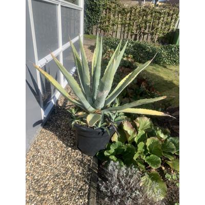 Agave plant in kuip