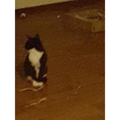 Kittens 6-6-2023 zoeken thuis