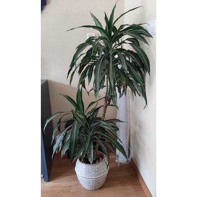 Grote huiskamerplant