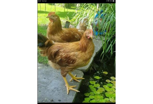 Drie gezonde hanen - IMG_4145