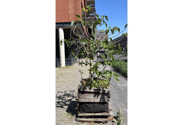 Vijgenboom van ongeveer 2 meter hoog. Ziet er nu een beetje magertjes uit maar over een paar weken zit hij vol in het blad! - IMG_2276-(1)