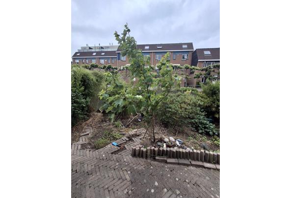 2 Bomen, een spar en een esdoorn - esdoorn