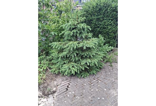 2 Bomen, een spar en een esdoorn - spar