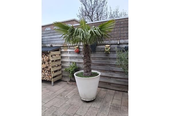 Bloempot met palm - 20260126_133331