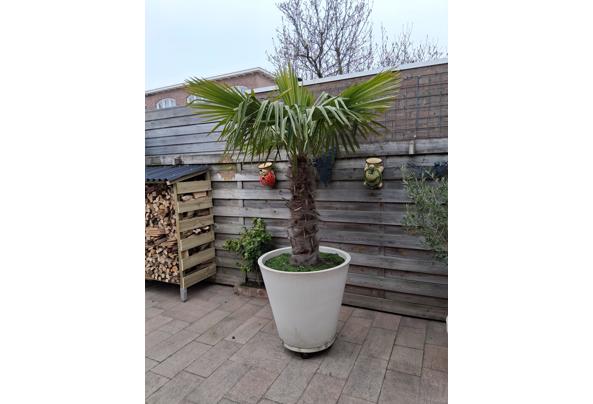 Bloempot met palm - 20260126_133335