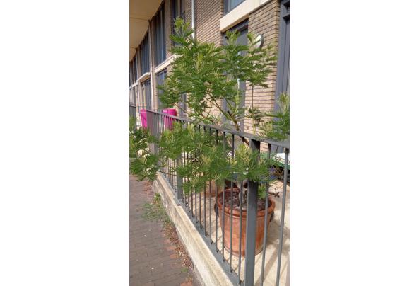 Mimosa/Acacia Gaulloise - IMG_20230820_141016_725