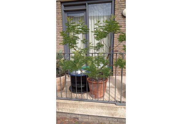 Mimosa/Acacia Gaulloise - IMG_20230820_141028_732