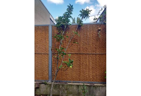 Stevig RVS gaas  - 20250929_appelboompje