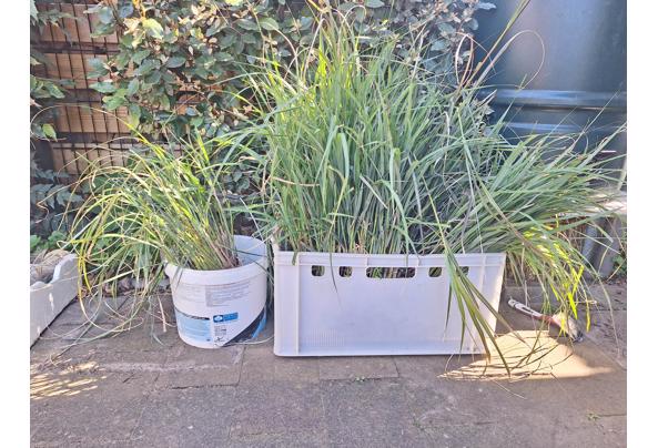 Pampasgras - Pampasgras